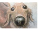 ペット肖像画描きます 油彩画でペットの思い出を美しく イメージ7
