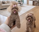 写真から作るオーダーメイド羊毛フェルトペットます 提供内容：彫刻犬猫そっくりぬいぐるみ イメージ4
