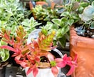 多肉植物の寄せ植え、お届けします 自家製多肉植物、管理方法とともにお届けします！ イメージ1