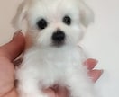 大切な愛犬さんをお作りします 世界にたった一つ♡うちのコ羊毛フェルト♡ イメージ2