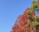 秋の風景写真、5枚→10枚提供します 加工、商用利用OK！各種静止画投稿・動画の背景に使えます イメージ10