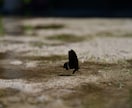 写真撮影行います 編集無しの撮って出しの素材を提供！その分安くいたします！ イメージ2