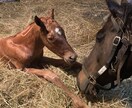 競馬初心者に馬券の買い方教えます 競馬を最近始めたけど当たらない！っていう方でもOKです！ イメージ5