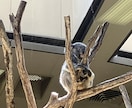 可愛い動物を見て癒やされます あなた用可愛い動物写真を提供します。 イメージ3