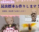 昆虫標本作成します 思い出をカタチに！低価格高品質な標本作成！ イメージ1