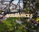 桜の映像素材パック1-7 桜の動画素材売ります ビデオストックサービスで売れている映像素材をセットで販売 イメージ6