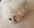 女性特有の悩みや子供の性教育の相談にのります 女性がもつ悩みを人生経験豊富な私がその悩みを軽くします！！ イメージ1