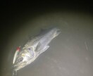 失敗しない最初の釣具選びと基礎アドバイスしますます 現役アングラーが優しく教える！初心者専門の釣りの相談室 イメージ1