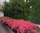 庭木・植木の業者選定や見積相談承ります 女性相談員が丁寧にお話を伺います イメージ4