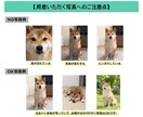 写真を送るだけ！ペットのLINEスタンプ作ります 【超簡単！】写真一枚でイラスト作成します！ イメージ10