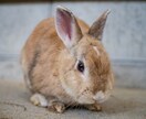 お話し伺います ちょっとしたお悩み、話し相手が欲しいそんな時にご利用ください イメージ1