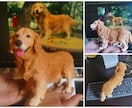 愛犬愛猫のオーダーメイド3Dフィギュアを制作します 写真から息づくような立体へ　驚きのコスパでの至高のメモリアル イメージ2