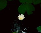 彼が言葉にしない本音と隠れた想いを霊視します 玄縁霊視で心の奥に秘めた想いと本当の気持ちを紐解きます イメージ6