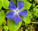 景色や花等、風景写真を撮っています 行けないところの景色を提供します。 イメージ2
