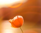 綺麗な写真素材を提供いたします パンフレット用、鑑賞用、アイコンや壁紙にも！ イメージ1