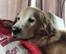 愛犬のこと何でも相談にのります 動物病院で6年間働いた愛玩動物看護が全力でサポートします！ イメージ3