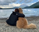 しつけ教室より気軽に♪犬のプロが電話サポートします 数多くの犬と向き合ったプロが愛犬との穏やかな暮らしを応援！ イメージ4