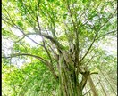 大切な人を亡くしたお気持ちに寄り添います 1人で抱え込まず沢山泣いて吐き出してみませんか？ イメージ1
