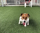 多頭飼い等犬の飼育悩み相談にのります ペット介護士資格あり。犬4匹飼ってます。 イメージ5