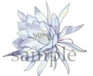 お花や葉っぱ、植物のイラスト優しいタッチで描きます ナチュラル〜リアルタッチのテイストでお花や植物をお描きします イメージ2