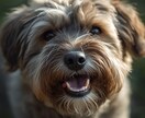 ペットの気持ちを霊視 天国からの言葉をお伝えします 突然の家族とのさよならに心がつぶされそうになっていませんか イメージ7