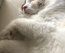 カウセリング、コーチングを行います 明日から行動したくなる未来を創ります！！ イメージ1
