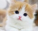 ペットロスの心を癒します アニマルコミュニケーションでペットから「ありがとう」が届く イメージ3