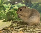 小動物、爬虫類、猛禽類などの飼育相談承ります 某個人営業の動物園での勤務経験から飼育のお悩み解決に導きます イメージ2