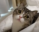 メッセージでなんでもお話対応いたします 心のもやが晴れるようにお手伝いします イメージ1