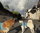 柴犬2匹と暮らすおじさんが話を聞きます クスッと笑える癒しの時間をお届け イメージ4