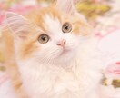 あなたのお話5分から。なんでもお聞きします ゆっくり誰かに話をしたいことはありませんか？ イメージ7