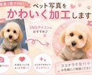 ペットの写真を可愛くSNSアイコン用に加工します 大切なペットの思い出を可愛く加工します イメージ1