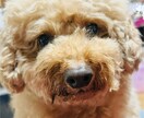四柱推命で大事な家族を理解し、絆を深めます 性格・相性・運勢まで！ペット専用四柱推命 イメージ3