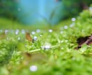 あなたの水槽サポートします お悩み改善、提案まで、1ヶ月間何度でもご相談いただけます。 イメージ2