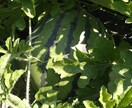 家庭菜園、畑、植木のご相談承ります 野菜、植木農家の経験を活かしサポートします。 イメージ2