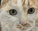 大切なペットの似顔絵描きます 猫のみ色鉛筆で大切な家族の似顔絵を描きます。 イメージ3
