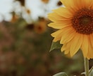 即レスチャット☆あなたに寄り添います 48時間のやり取りで大人の女性があなたの心を解放します！ イメージ6