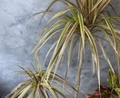 観葉植物のお悩み解決します 育成方法や観葉植物のトラブルなどなんでも解決致します！ イメージ2