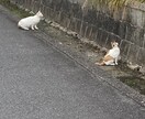 27歳の普通の男がお話し聞きします ゆったりまったりお話ししましょう イメージ3