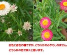 花の種　いろいろ　選べます 自家栽培の種ですが、いろいろあります。 イメージ8