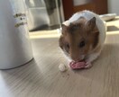 どんな恋愛の悩みでも優しくお伺いします どんな小さい悩みでも僕に話してみてください！ イメージ1