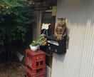 背景ぼかします 猫ちゃん写真のように背景をぼかします。その他、加工承ります イメージ1