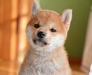 犬猫のお迎えから日々の生活の事まで相談に乗ります ペットとの生活での悩み事ございませんか？ イメージ1