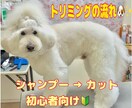 初心者向け トリミングの流れが分かる動画になります 初心者さまも安心！見るだけトリミング動画 イメージ1
