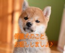 保護犬についてお話しします 保護犬を飼いたい方、心配事などお話ししませんか？ イメージ1