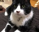 ペットからの話を聞いて人間の言葉でお伝えします 坂上どうぶつ王国で取り上げられたアニマルコミュニケーターです イメージ4