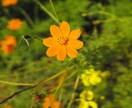 あなた様に最高のカメラをご紹介いまします 持ち運びの簡単なデジカメは、かなり使用歴があります！ イメージ4
