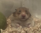 ペットショップ店員がペットのお悩み解決します 多くの動物の飼育経験をもつペットショップ店員が親身に対応 イメージ3