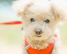 愛犬、愛猫を愛情持って撮影します 共にお住まいのペットをご家族として撮影させていただきます イメージ2