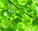 はげ、薄毛相談解消します 髪が薄くなってきた人、何とかしたい人に イメージ1